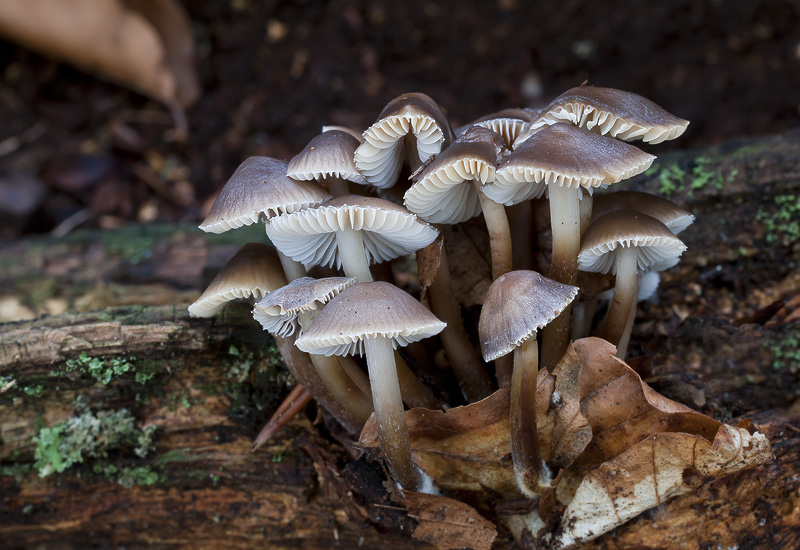 Mycena inclinata